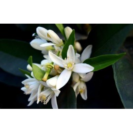 عسل بهارنارنج عسل بهارنارنج