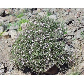 عسل آویشن عسل آویشن