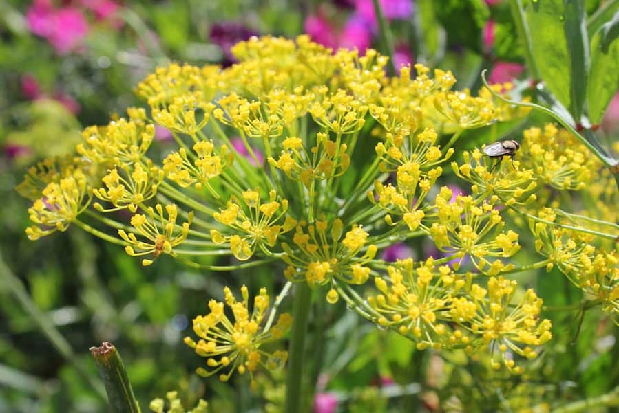 تصویر عسل رازیانه اصل با رنگ طلایی، مناسب برای تقویت ایمنی و آرامش اعصاب