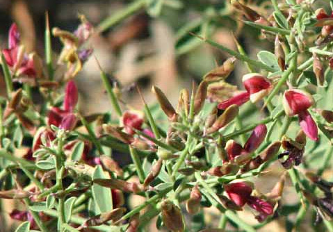 شکوفه‌های سفید گیاه خارشتر در محیط کوهستانی